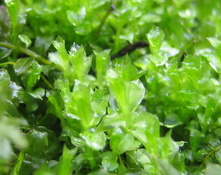 f:id:noronoyama:20110321154046j:image