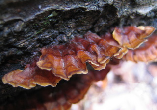 f:id:noronoyama:20110321160455j:image