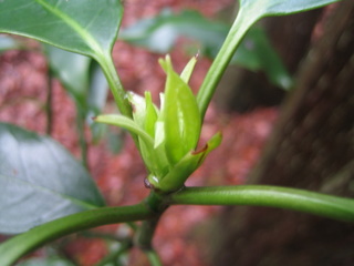 f:id:noronoyama:20110321161724j:image