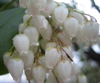 f:id:noronoyama:20110321163401j:image