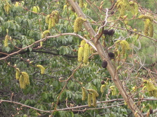 f:id:noronoyama:20110321165049j:image