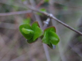 f:id:noronoyama:20110321165632j:image