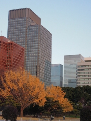 丸の内の銀杏