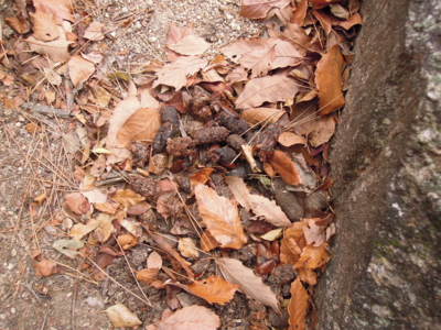 f:id:noronoyama:20120101151924j:image f:id:noronoyama:20120101151924j:image