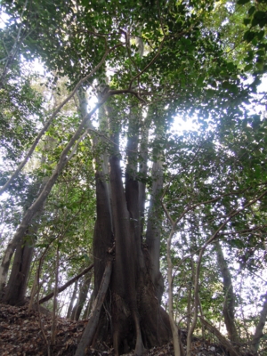 f:id:noronoyama:20120104130625j:image