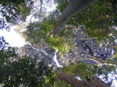 f:id:noronoyama:20120104130643j:image