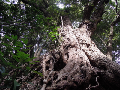 f:id:noronoyama:20120104141015j:image