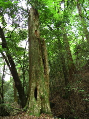 f:id:noronoyama:20120506091022j:image f:id:noronoyama:20120506091022j:image
