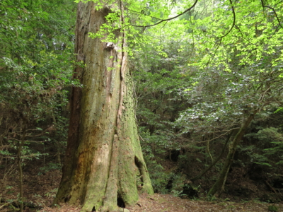 f:id:noronoyama:20120506091335j:image f:id:noronoyama:20120506091335j:image