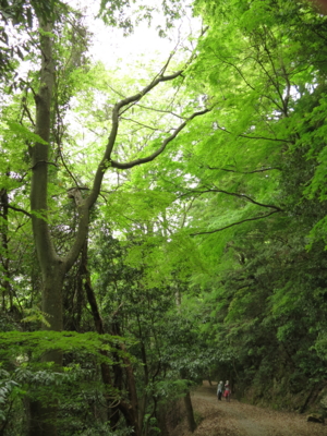 f:id:noronoyama:20120506102228j:image f:id:noronoyama:20120506102228j:image