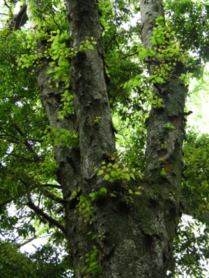 f:id:noronoyama:20120506103046j:image f:id:noronoyama:20120506103046j:image