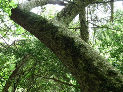 f:id:noronoyama:20120506105301j:image f:id:noronoyama:20120506105301j:image