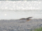 鳶