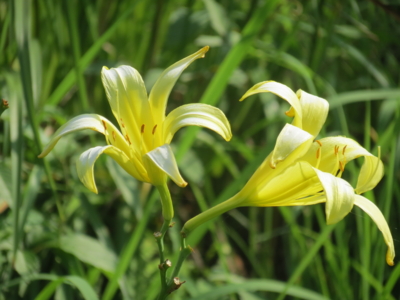 f:id:noronoyama:20120722150518j:image