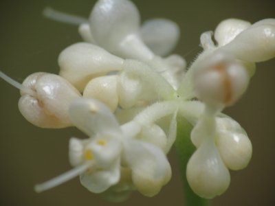 f:id:noronoyama:20120722154310j:image
