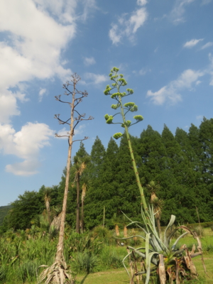 f:id:noronoyama:20120722160554j:image