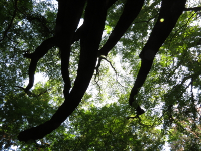 f:id:noronoyama:20121008104040j:image f:id:noronoyama:20121008104040j:image