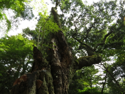 f:id:noronoyama:20121008130258j:image f:id:noronoyama:20121008130258j:image