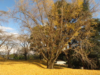 f:id:noronoyama:20121208104528j:image