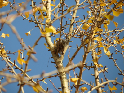 f:id:noronoyama:20121208104605j:image