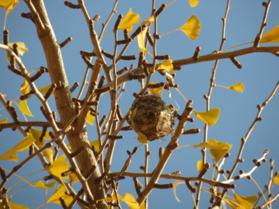 f:id:noronoyama:20121208104652j:image