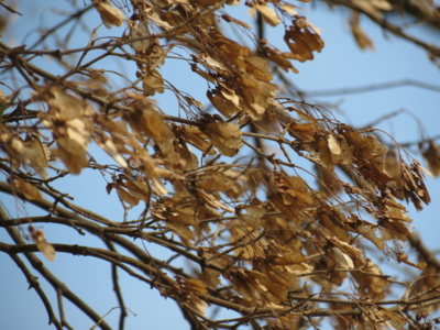 f:id:noronoyama:20121208105207j:image