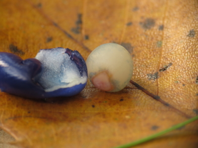 f:id:noronoyama:20121208124422j:image