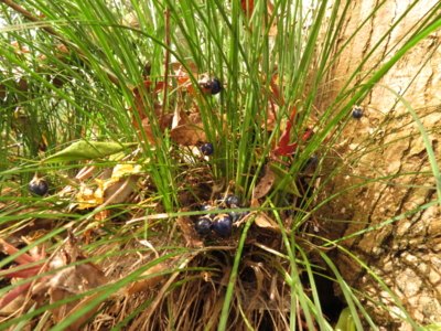 f:id:noronoyama:20121208124816j:image