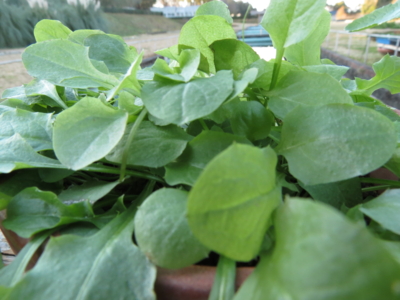 f:id:noronoyama:20121209153731j:image