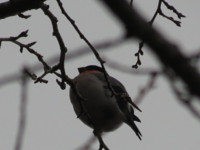 f:id:noronoyama:20121218121203j:image