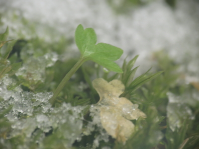 f:id:noronoyama:20121219081857j:image