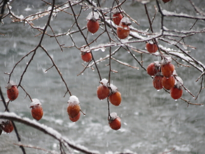 f:id:noronoyama:20121219084806j:image