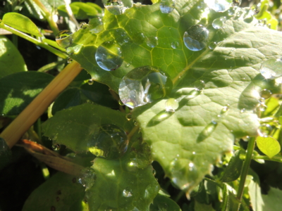 f:id:noronoyama:20121229103757j:image