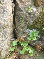 f:id:noronoyama:20130102105536j:image