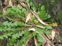 f:id:noronoyama:20130102105600j:image