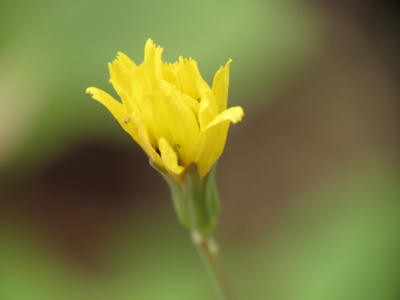 f:id:noronoyama:20130102110659j:image