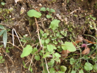 f:id:noronoyama:20130102114917j:image