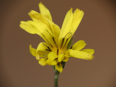 f:id:noronoyama:20130104141648j:image