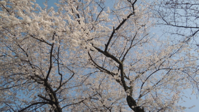 f:id:noronoyama:20130323154553j:image