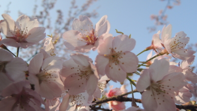 f:id:noronoyama:20130323161108j:image