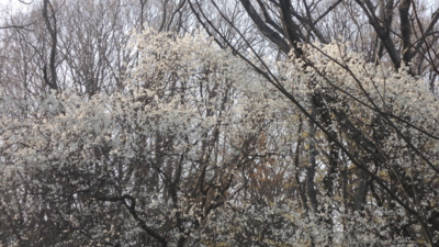 f:id:noronoyama:20130323161627j:image