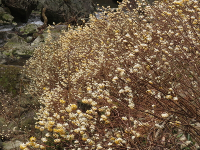 f:id:noronoyama:20130325084843j:image