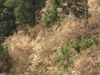 f:id:noronoyama:20130325103506j:image