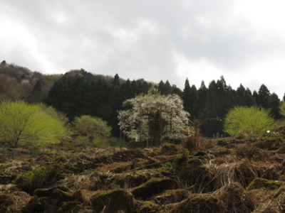 f:id:noronoyama:20130410110045j:image