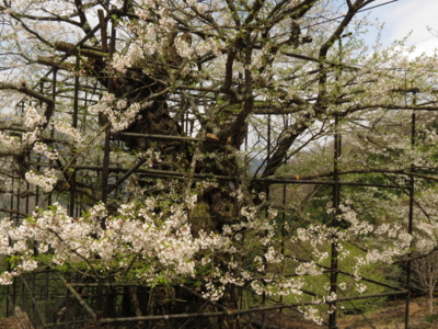 f:id:noronoyama:20130410110657j:image