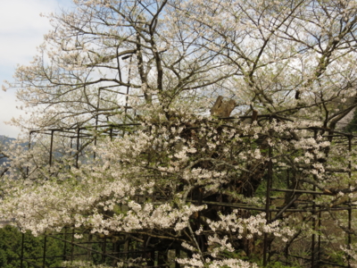 f:id:noronoyama:20130410110728j:image