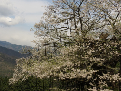 f:id:noronoyama:20130410110735j:image