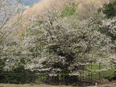 f:id:noronoyama:20130410111406j:image