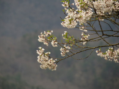 f:id:noronoyama:20130410112317j:image