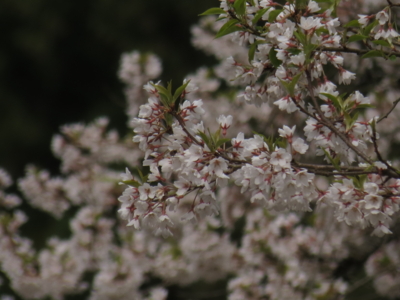 f:id:noronoyama:20130410112339j:image